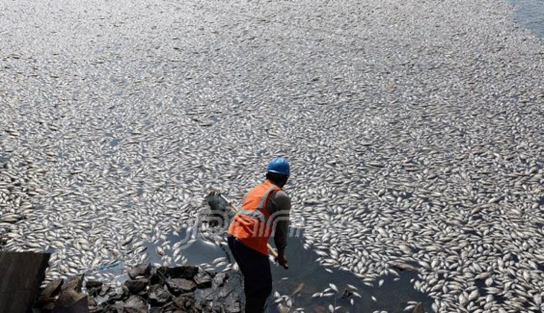 Seorang pekerja saat mengangkut ribuan ikan mati di Danau Citra Garden City, Kali Deres, Jakarta Barat, Sabtu (19/12). Ikan tersebut mati dikarena fenomena alam. Foto: Ricardo/JPNN.com - JPNN.com