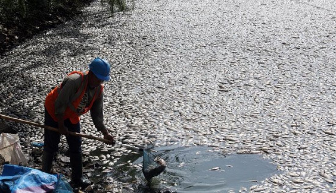 Seorang pekerja saat mengangkut ribuan ikan mati di Danau Citra Garden City, Kali Deres, Jakarta Barat, Sabtu (19/12). Ikan tersebut mati dikarena fenomena alam. Foto: Ricardo/JPNN.com - JPNN.com