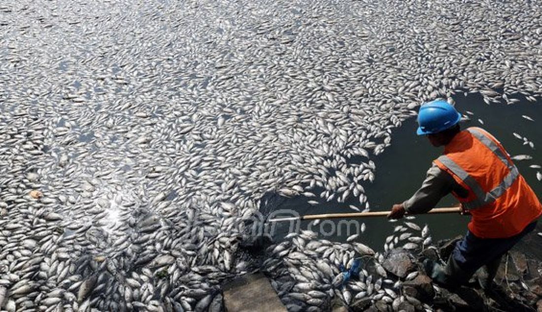 Seorang pekerja saat mengangkut ribuan ikan mati di Danau Citra Garden City, Kali Deres, Jakarta Barat, Sabtu (19/12). Ikan tersebut mati dikarena fenomena alam. Foto: Ricardo/JPNN.com - JPNN.com