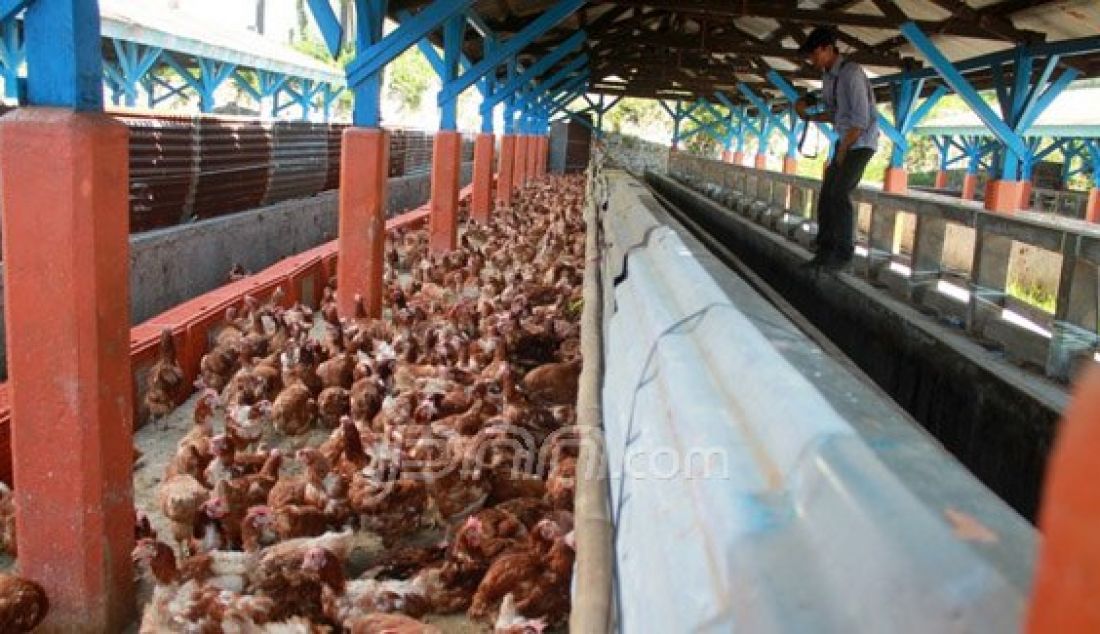 SELUNDUPAN: Ribuan ayam illegal diamankan Balai Karantina Pertanian Kelas 1 Mataram, Minggu (17/1). Ayam-ayam tersebut kini ditampung di Balai Karantian Kelas 1 Mataram Wilayah Kerja Lembar. Foto: Hery/Radar Lombok/JPNN.com - JPNN.com