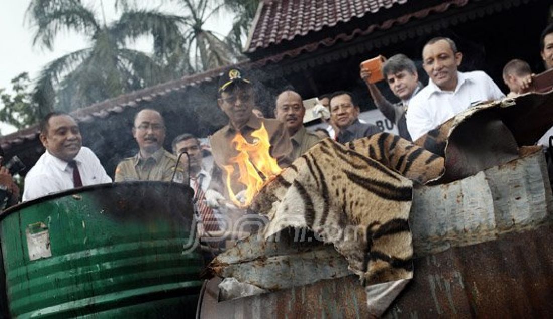 Dirtipedter Bareskrim Polri memusnahkan barang bukti hasil kejahatan konservasi sumber daya alam dan ekosistemnya, Jakarta, Selasa (2/2). Sejumlah barang bukti diantaranya dompet kulit harimau, kulit buaya, kepala buaya, kulit harimau, kerapas penyu yang berasal dari hewan-hewan dilindungi disita dan dimusnahkan. Foto: Ricardo/JPNN.com - JPNN.com