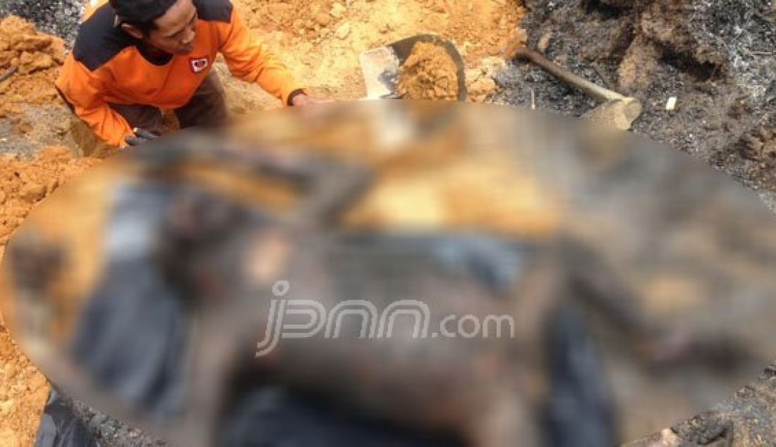 TRAGIS: Tiga orangutan yang terbakar di RT 41, Kelurahan Belimbing, Bontang Barat dikubur, Minggu (21/2). Foto: Edwin/Kaltim Post/JPNN.com - JPNN.com