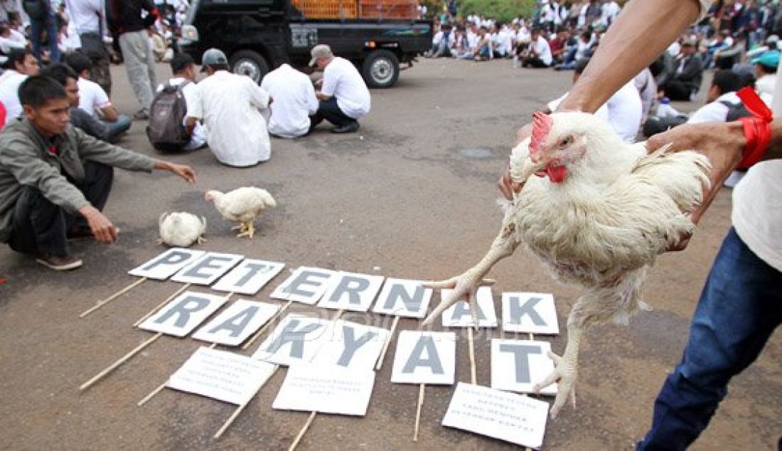 Sejumlah peternak ayam yang tergabung dalam Sekretariat Bersama Penyelamatan Peternak Rakyat dan Perunggasan Nasional bersama mahasiswa dari BEM IPB berunjukrasa di depan Istana Merdeka, Jakarta, Selasa (1/3). Dalam aksinya, mereka mendesak pemerintah menstabilkan harga ayam di pasaran yang sedang anjlok. Foto: Ricardo/JPNN.com - JPNN.com