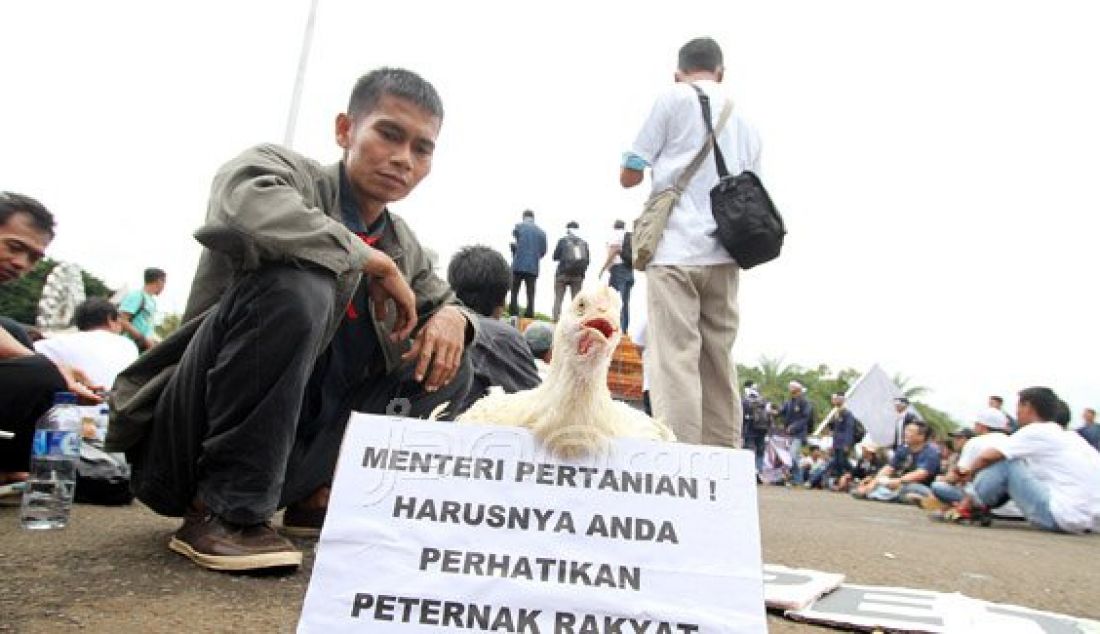 Sejumlah peternak ayam yang tergabung dalam Sekretariat Bersama Penyelamatan Peternak Rakyat dan Perunggasan Nasional bersama mahasiswa dari BEM IPB berunjukrasa di depan Istana Merdeka, Jakarta, Selasa (1/3). Dalam aksinya, mereka mendesak pemerintah menstabilkan harga ayam di pasaran yang sedang anjlok. Foto: Ricardo/JPNN.com - JPNN.com