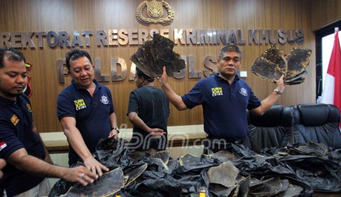 Kepala Unit (Kanit) III Kasubdit IV Ditreskrimsus Polda Sulselbar Komisaris Polisi Benyamin (kanan) menunjukkan sisik penyu saat rilis di Polda Sulsel, Kamis (3/3). Dari tangan tersangka, petugas mengamankan 367 sisik penyu yang hendak dipasarkan ke sejumlah negara Asia. Foto: Nurhadi/FAJAR/JPNN.com - JPNN.com