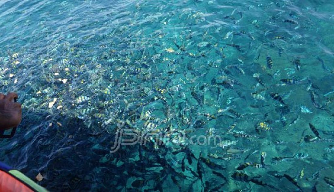 Suasana alam bawah laut pulau Lengkuas yang ada di Belitung Barat nampak sangat kaya akan ikan-ikannya. Foto: Natalia/JPNN.com - JPNN.com