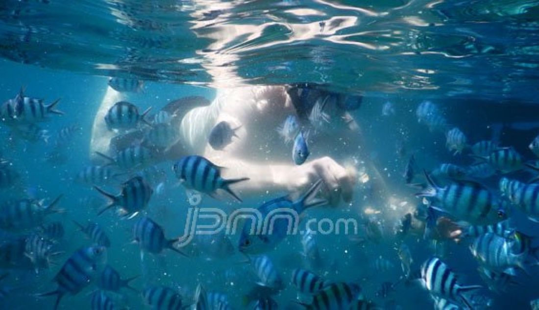 Suasana alam bawah laut pulau Lengkuas yang ada di Belitung Barat nampak sangat kaya akan ikan-ikannya. Foto: Natalia/JPNN.com - JPNN.com