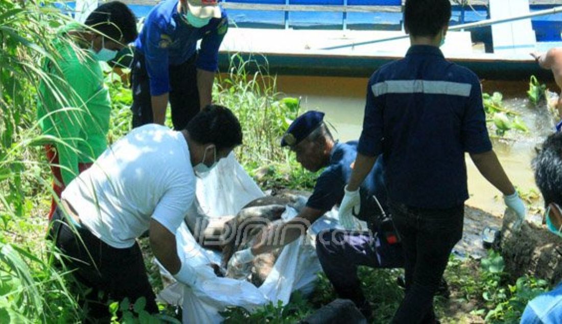 DIEVAKUASI: Petugas gabungan mengevakuasi bangkai orangutan yang ditemukan di Sungai Sangatta, Kutai Timur, Minggu (1/5). Foto: Dirhanuddin/Radar Kutim/JPNN.com - JPNN.com