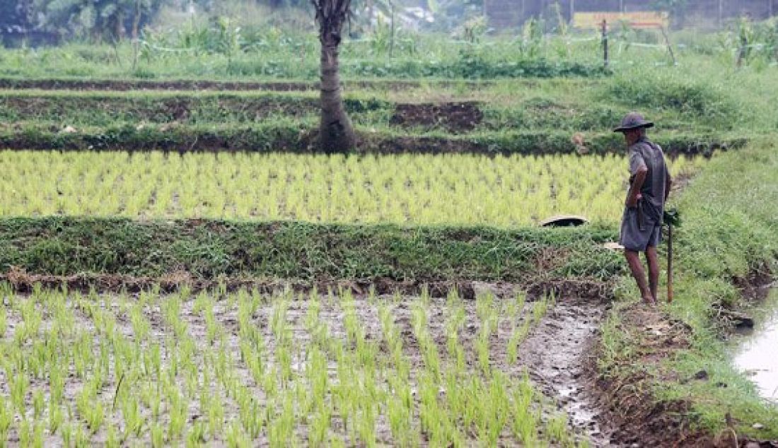 Petani saat menanam bibit padi di sawah, Pondok Rajeg, Cibinong, Jawa Barat, Jumat (3/6). Pemerintah menjamin ketersediaan pasokan beras menjelang bulan ramadhan, lebaran dan beberapa bulan ke depan terpenuhi. Foto: Ricardo/JPNN.com - JPNN.com