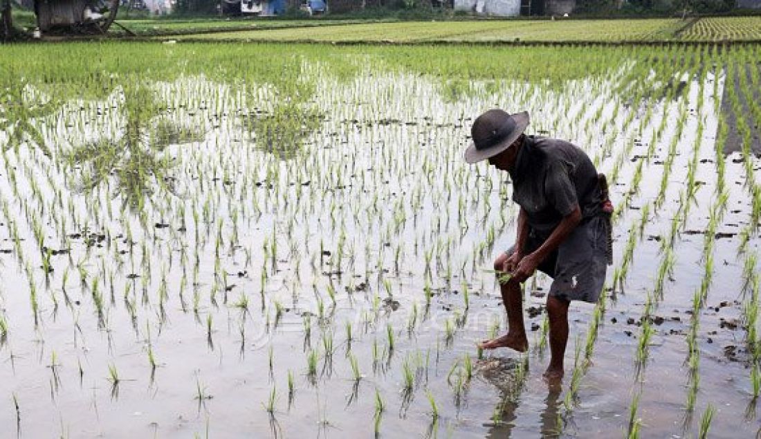 Petani saat menanam bibit padi di sawah, Pondok Rajeg, Cibinong, Jawa Barat, Jumat (3/6). Pemerintah menjamin ketersediaan pasokan beras menjelang bulan ramadhan, lebaran dan beberapa bulan ke depan terpenuhi. Foto: Ricardo/JPNN.com - JPNN.com