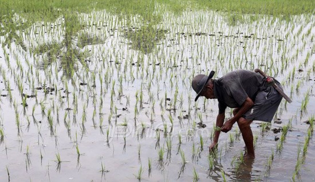 Petani saat menanam bibit padi di sawah, Pondok Rajeg, Cibinong, Jawa Barat, Jumat (3/6). Pemerintah menjamin ketersediaan pasokan beras menjelang bulan ramadhan, lebaran dan beberapa bulan ke depan terpenuhi. Foto: Ricardo/JPNN.com - JPNN.com