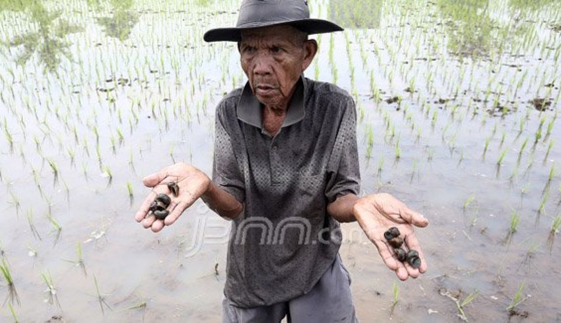 Petani saat menunjukkan hama keong di sawah, Pondok Rajeg, Cibinong, Jawa Barat, Jumat (3/6). Hama tersebut menyerang padi yang masih muda sehingga menyebabkan gagal panen. Foto: Ricardo/JPNN.com - JPNN.com