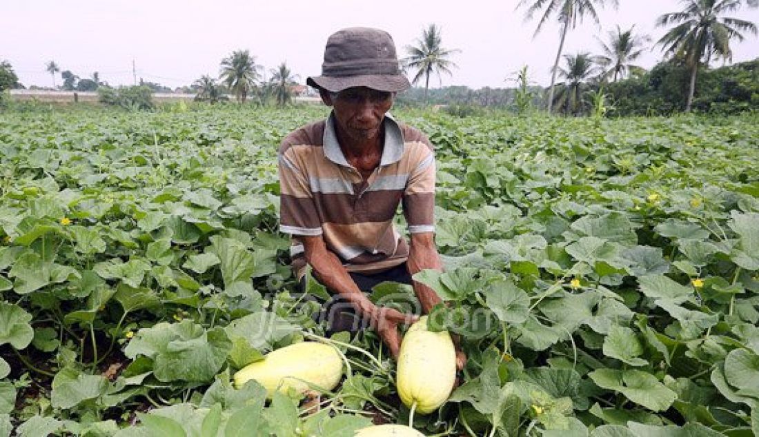 Petani menunjukkan buah timun suri yang hampir panen di area persawahan, Pondok Rajeg, Cibinong, Jawa Barat, Jumat (3/6). Jelang bulan ramadhan permintaan timun suri meningkat. Foto: Ricardo/JPNN.com - JPNN.com