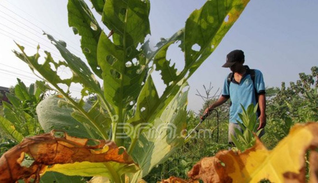 TEMBAKAU: Seorang petani menyemprotkan cairan pestisida di daun tembakau jenis virginia yang rusak diserang hama, Senin (25/7). Tembakau merupakan salah satu varietas unggulan petani diutara sungai brantas. Foto: Sofan/Radar Mojokerto - JPNN.com