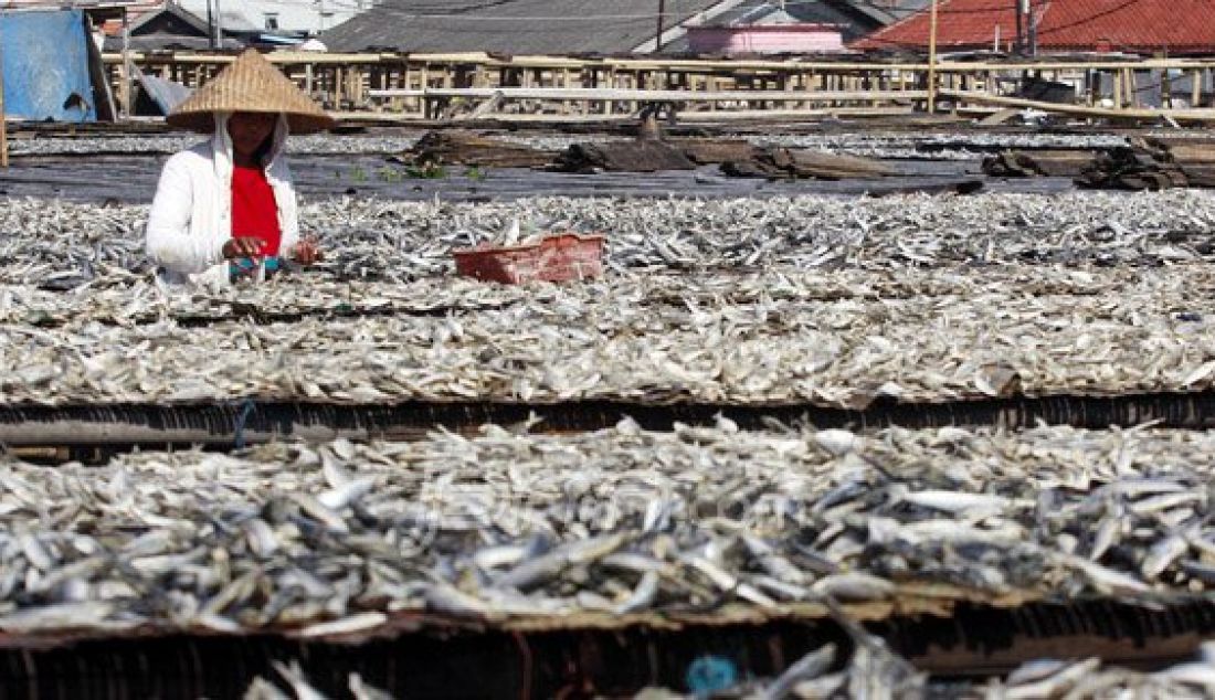 Pekerja saat menjemur ikan asin di Muara Angke, Penjaringan, Jakarta Utara, Senin (1/8). Intensitas curah hujan yang tinggi berdampak pada pengeringan ikan yang biasa kering dalam dua hari menjadi seminggu. Foto: Ricardo/JPNN.com - JPNN.com