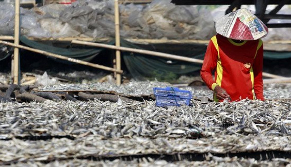 Pekerja saat menjemur ikan asin di Muara Angke, Penjaringan, Jakarta Utara, Senin (1/8). Intensitas curah hujan yang tinggi berdampak pada pengeringan ikan yang biasa kering dalam dua hari menjadi seminggu. Foto: Ricardo/JPNN.com - JPNN.com