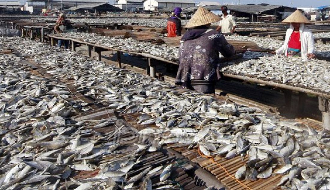 Pekerja saat menjemur ikan asin di Muara Angke, Penjaringan, Jakarta Utara, Senin (1/8). Intensitas curah hujan yang tinggi berdampak pada pengeringan ikan yang biasa kering dalam dua hari menjadi seminggu. Foto: Ricardo/JPNN.com - JPNN.com