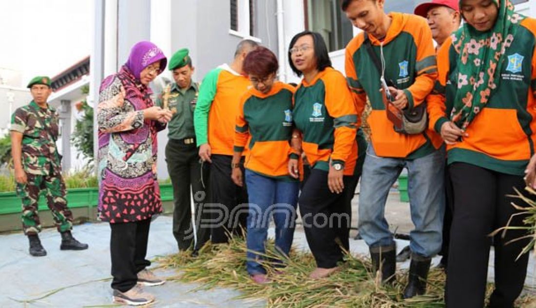 RAMAI-RAMAI: Wali kota Surabaya, Tri Rismaharini bersama staff Pemkot Surabaya melakukan perontokan padi dengan cara diinjak-injak usai panen di gedung Balai Kota, Kamis (25/8). Foto: Satria/Radar Surabaya - JPNN.com