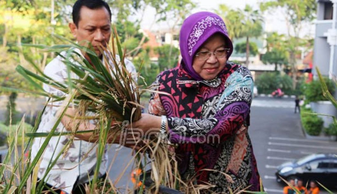 TANAMAN PANGAN: Wali kota Surabaya memanen padi yang ditanam di atap balai Kota Surabaya, ini adalah upaya pemkot Surabaya membudayakan urban farming. Foto: Satria/Radar Surabaya - JPNN.com