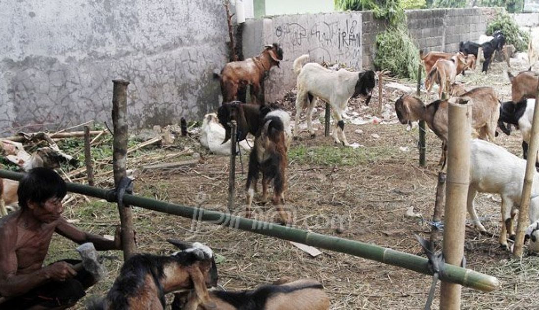 Pedagang hewan kurban saat memberikan makan di tempatnya berjualan di kawasan Matraman, Jakarta, Jumat (2/9). Kambing dijual dengan harga Rp 2,2-5,5 juta, sedangkan harga sapi Rp 18-35 juta. Foto: Ricardo/JPNN.com - JPNN.com