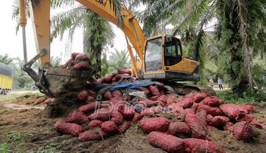 Kantor Pengawasan dan Pelayanan Bea dan Cukai (KPPBC) Tipe Madya Pabean B Pekanbaru memusnahkan 3350 karung bawang merah ilegal (31,9 ton) dengan cara ditimbun, Jumat (21/10). Bawang merah ilegal tersebut merupakan hasil tangkapan 9 Oktober 2016. Foto: Defizal/Riau Pos - JPNN.com