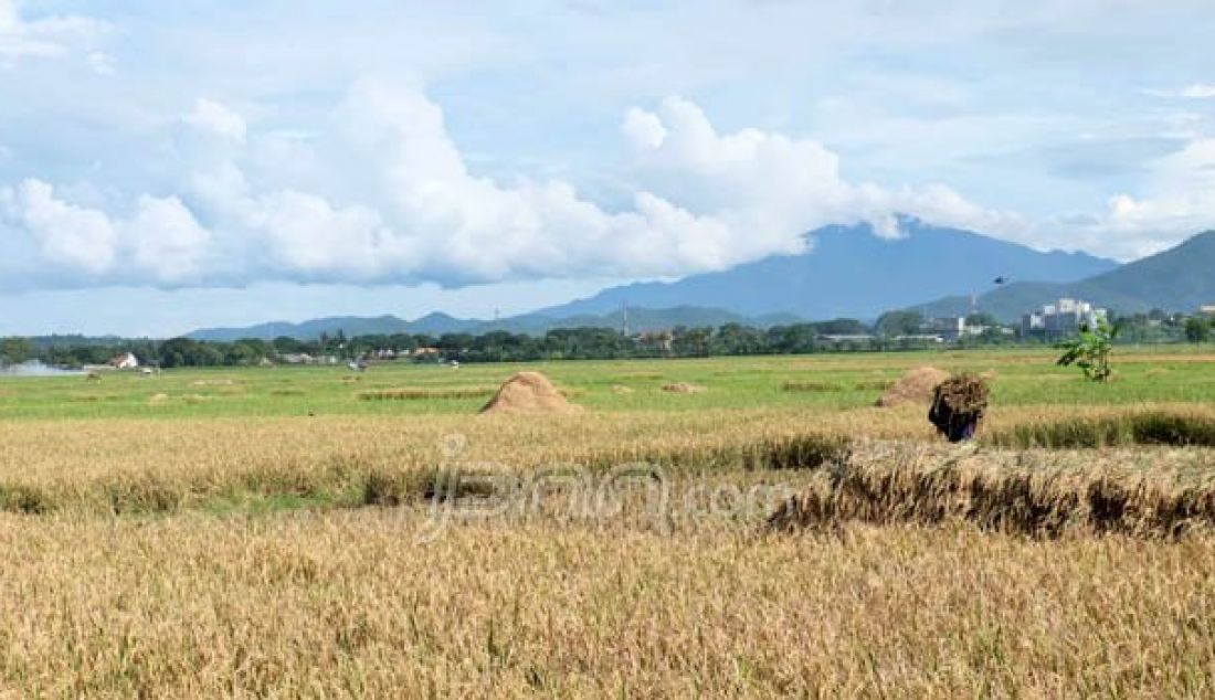 Petani memanen padi di kawasan Cibeber, Kota Cilegon, belum lama ini. Di Kota Cilegon lahan produktif tiap tahunya terus berkurang. Foto: Doni/Banten Raya - JPNN.com
