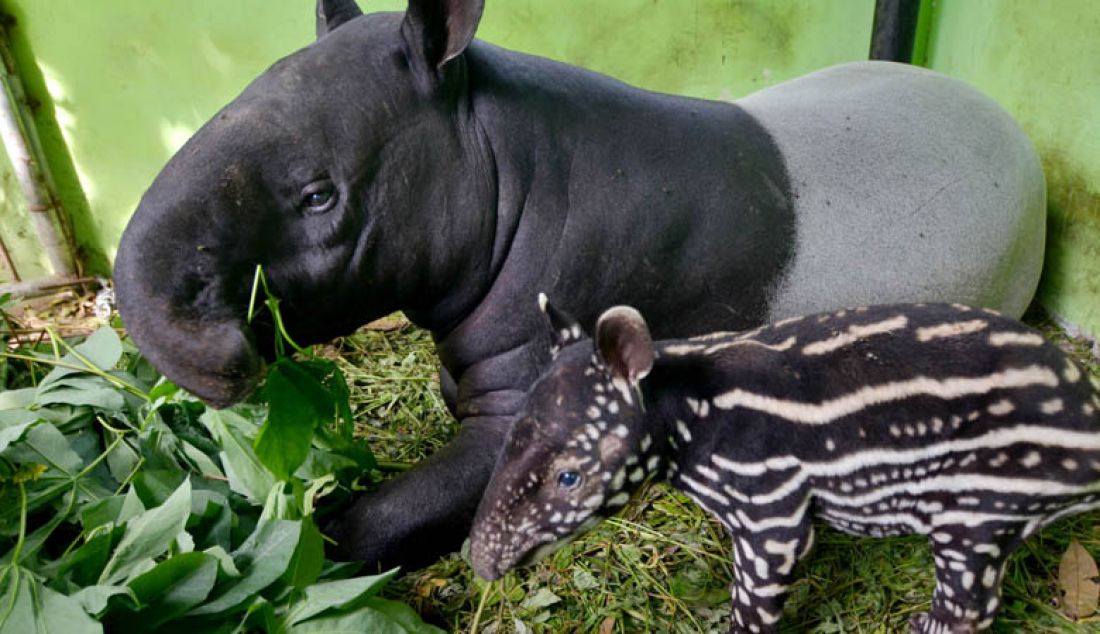 PENGHUNI BARU: Dua induk Tapir (Tapirus indicus) melahirkan dua anak yaitu satu jantan dan satu betina. Koleksi Tapir (Tapirus indicus) di Kebun Binatang Taman Rimba Jambi menjadi lima ekor. Tampak salah satu induk tapir saat bersama anaknya. Foto: M Ridwan/Jambi Ekspres - JPNN.com