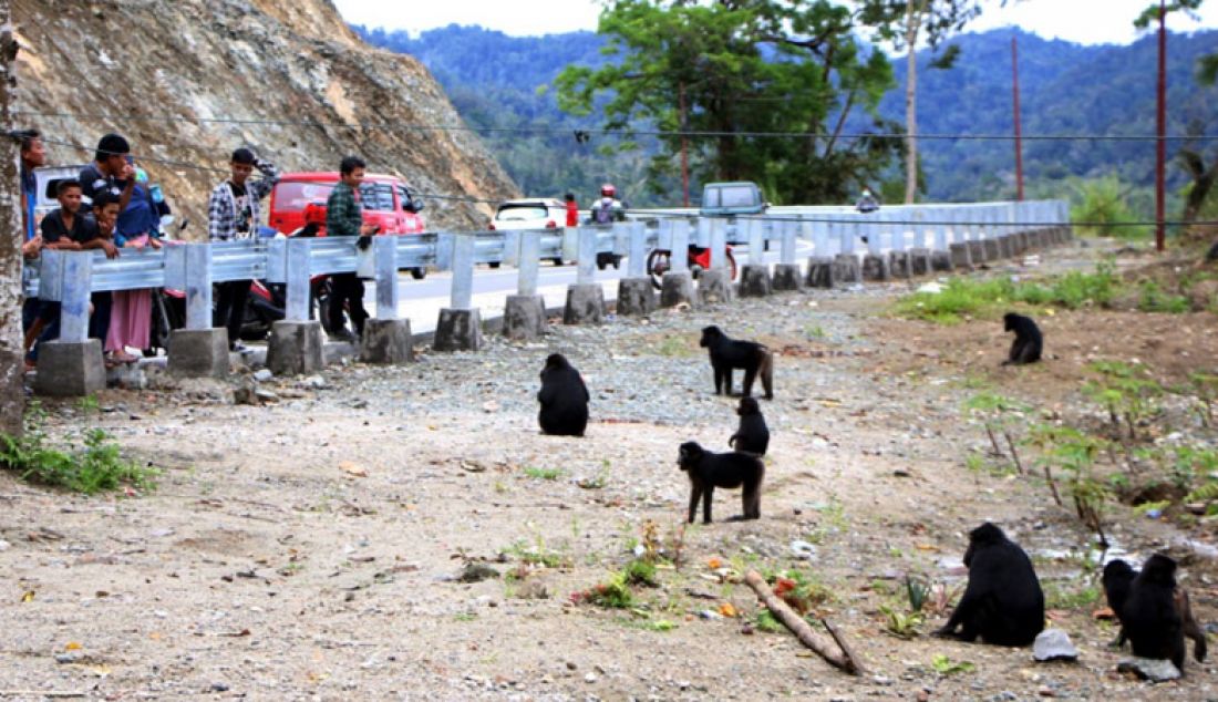 TIDAK LAGI LIAR: Puluhan kera hitam tak berekor atau dikenal monyet Sulawesi (Macaca Maura) berkumpul di pinggir Jalan Trans Sulawesi Kebun Kopi, tepatnya di kilo meter 15, Desa Toboli Barat, Parigi Utara, Parigi Moutong, Sulawesi Tengah menunggu diberikan makanan buah dari pengendara yang melintas. - JPNN.com