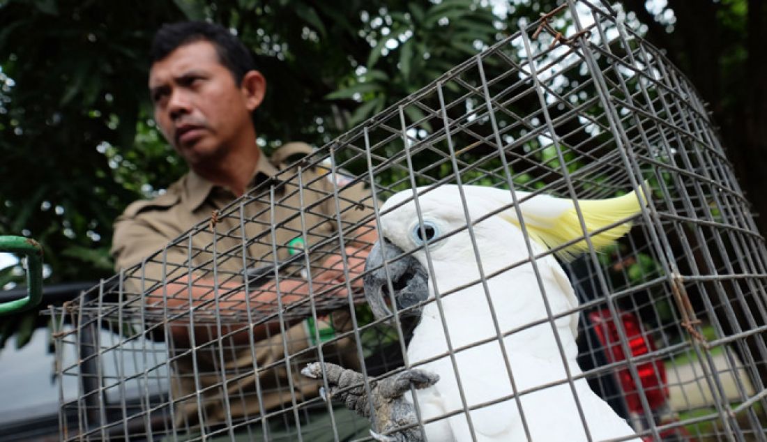 Petugas Balai Konservasi dan Sumber Daya Alam (BKSDA) Serang saat membawa binatang langka usai diserahkan oleh pemiliknya di Komplek Perumahan Pertamina Blok A17 No 9, Cibeber, Cilegon, Senin (16/1). Selain binatang langka dan dilindungi jenis Siamang, petugas BKSDA juga membawa dua Kakak Tua Jambul Kuning. - JPNN.com