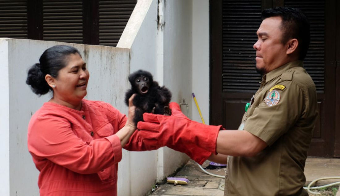 Petugas Balai Konservasi dan Sumber Daya Alam (BKSDA) Serang saat membawa binatang langka usai diserahkan oleh pemiliknya di Komplek Perumahan Pertamina Blok A17 No 9, Cibeber, Cilegon, Senin (16/1). Selain binatang langka dan dilindungi jenis Siamang, petugas BKSDA juga membawa dua Kakak Tua Jambul Kuning. - JPNN.com