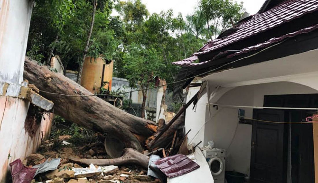 TUMBANG: Sebuah pohon tua dengan tinggi 25 meter tumbang dan menimpa rumah KPN Sangatta, Tornado Edmawan, Jumat (3/1) dini hari. - JPNN.com