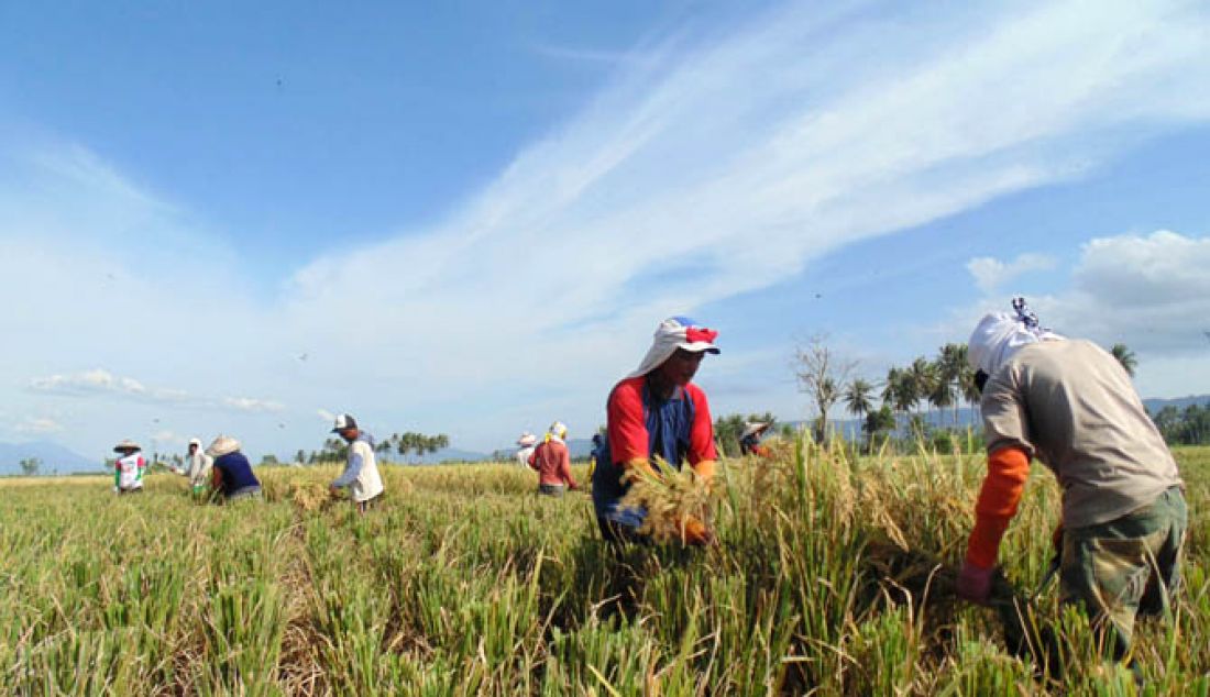 PANEN RAYA: Meski sempat terendam banjir, Petani di Limboto barat senang bisa panen raya untuk musim padi kali ini. - JPNN.com