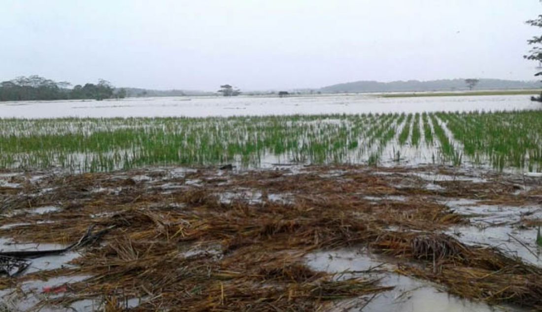 GAGAL PANEN: Areal persawahan dan pemukiman penduduk di Pandeglang, Banten terendam banjir akibat hujan yang terus mengguyur sejak Rabu (8/2) malam hingga Jumat (10/2). - JPNN.com