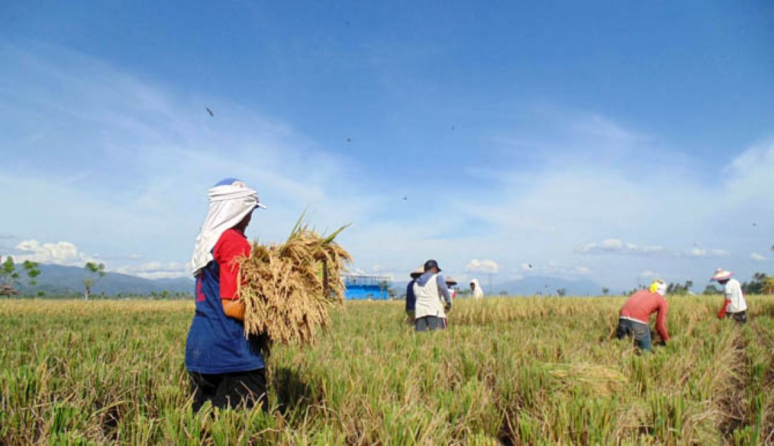 PANEN RAYA: Meski sempat terendam banjir, Petani di Limboto barat senang bisa panen raya untuk musim padi kali ini. - JPNN.com