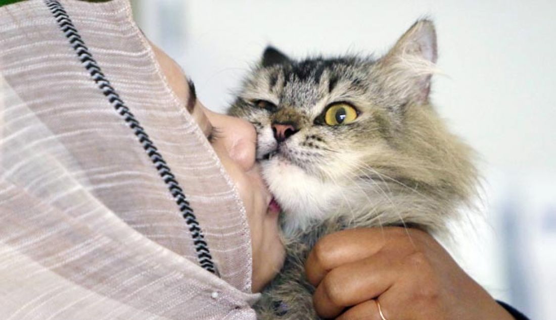 Komunitas penyayang kucing yang ditelantarkan di tempat umum ini memungut dan memelihara lalu mencarikan orang yang mau mengadopsi mereka, Sasha Sandi salah seorang anggota PKDI Malang menciumi kucing yang ia rawat (17/2). - JPNN.com