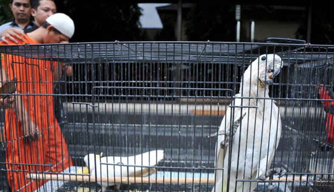 Petugas kepolisian menggiring tersangka dengan barang bukti burung kakak Tua dan empat burung Nuri saat rilis di Mapolda Sumsel, Palembang, Selasa (21/2). Tersangka dijerat pasal 40 ayat (2) UU No 5 tahun 1990 tentang konservasi sumber daya alam hayati dan ekosistemnya dengan ancaman 5 tahun penjara. - JPNN.com