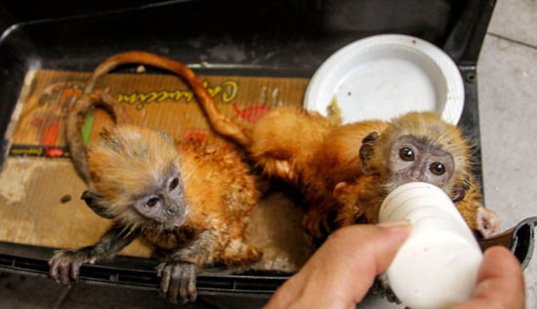 Petugas BBKSDA memberikan minuman ke bayi lutung emas saat gelar ekspos di Balai BKSDA Riau, Rabu (22/2). Tim Gabungan BBKSDA dan Satuan Polisi Hutan Reaksi Cepat (SPORC) mengamankan 3 lutung emas, seekor elang dan 2 ekor berang berang dari tersangka AA dari rumahnya di Tangkerang Utara, Bukit Raya. - JPNN.com