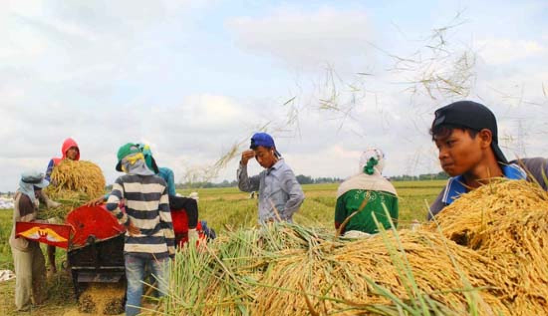 Buruh tani sedang memasukan tanaman padi ke gerandong (mesin penggiling padi) di Kelurahan Margaluyu, Kecamatan Kasemen, Kota Serang, Minggu (26/2). Meskipun sempat terendam banjir beberapa waktu yang lalu, hal tersebut tidak berdampak pada hasil panen kali ini. - JPNN.com