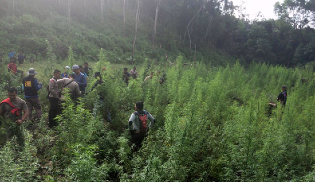 OPERASI: Tim Gabungan BNN Pusat dibantu pihak kepolisian langsung memusnahkan temuan ladang ganja di kawasan Gunung Seulawah Agam, Kec Seulimeum, Kab Aceh Besar, NAD, Senin (20/3). - JPNN.com