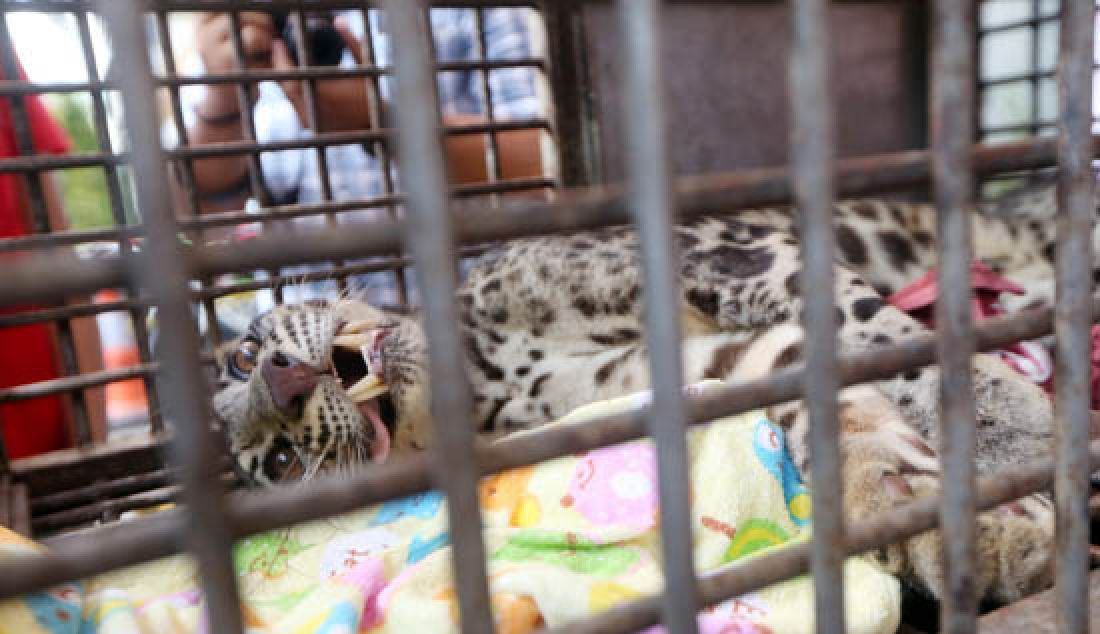 Seekor Macan Dahan (Neofelis Nebulusa) dalam kondisi dibius diperlihatkan saat rilis kasus perdagangan satwa dilindungi di Polda Metro Jaya, Jakarta, Selasa (4/4). Polda Metro Jaya meringkus pria berinisial AM (43), yang diduga membeli dan memelihara satwa langka jenis orang utan, macan dahan, dan beruang madu. - JPNN.com