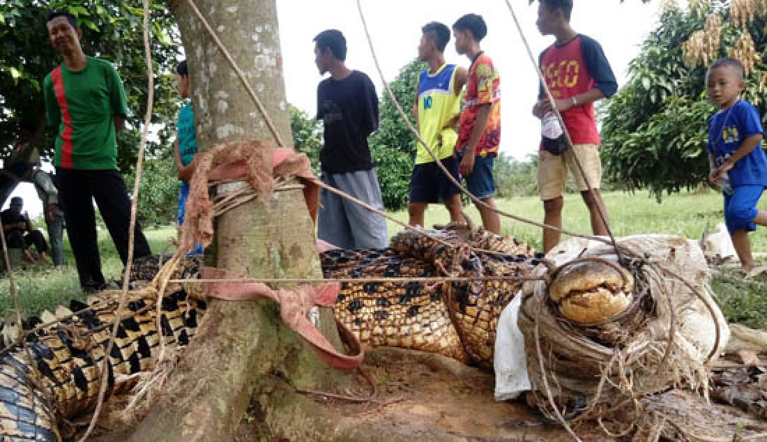 BUAYA: Warga desa Pandan Lagan menangkap seekor buaya besar dan mengikatnya di sebuah pohon, Selasa (11/4). Sebelumnya buaya tersebut hampir saja menyambar seorang warga desa bernama Rohan (25). - JPNN.com