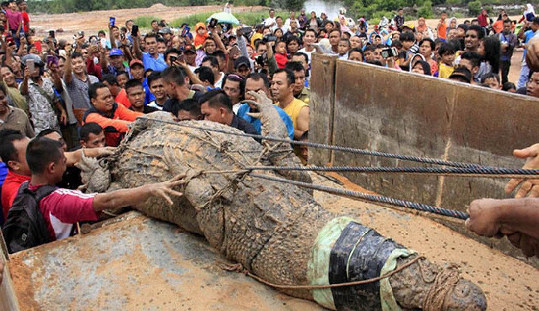 Warga berupaya menaikkan buaya raksasa yang ditangkap dua orang pedagang keliling dari sungai langkai, Jumat (26/5). - JPNN.com