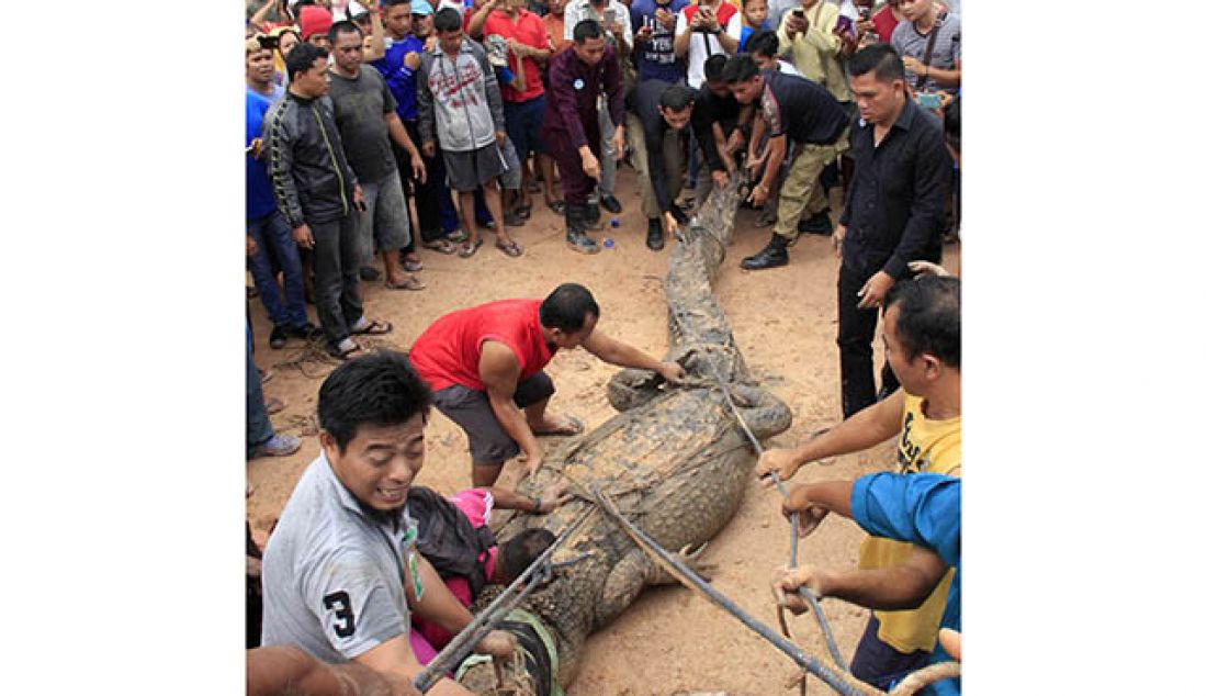 Warga berupaya menaikkan buaya raksasa yang ditangkap dua orang pedagang keliling dari sungai langkai, Jumat (26/5). - JPNN.com