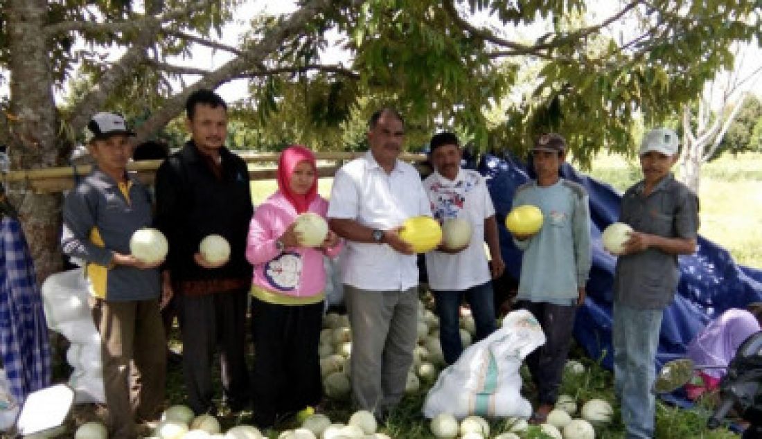 HASIL PANEN: Melon yang merupakan agrobisnis hortikultura petani Tanjung Harapan langsung dikirim ke Kota Tarakan dengan jumlah 8,3 ton. - JPNN.com
