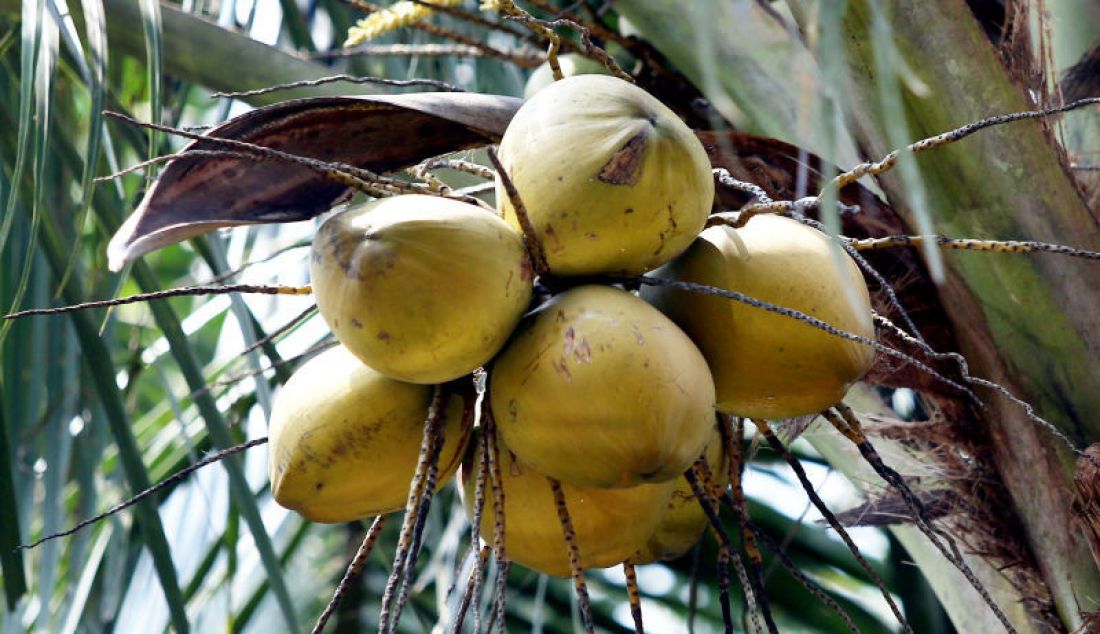 Pohon Kelapa di Tajur Halang, Kabupaten Bogor, Jawa Barat. - JPNN.com