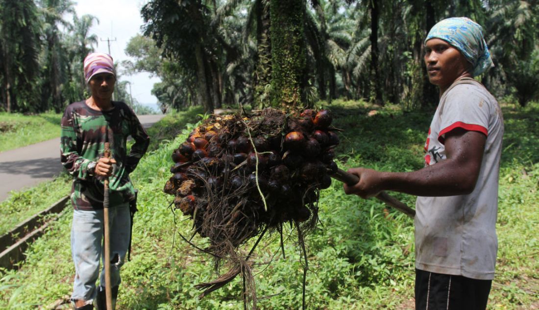 Pekerja mengangkat kelapa sawit di Perkebunan sawit di kawasan Candali Bogor, Jawa Barat, Jumat (17/9). Gabungan Pengusaha Kelapa Sawit Indonesia (GAPKI) melaporkan produksi (Crude Palm Oil) CPO di bulan Juli sebesar 4,1 juta ton, naik 5,4% dari tahun lalu, tetapi mengalami penurunan 9,5% dari bulan Juni. - JPNN.com
