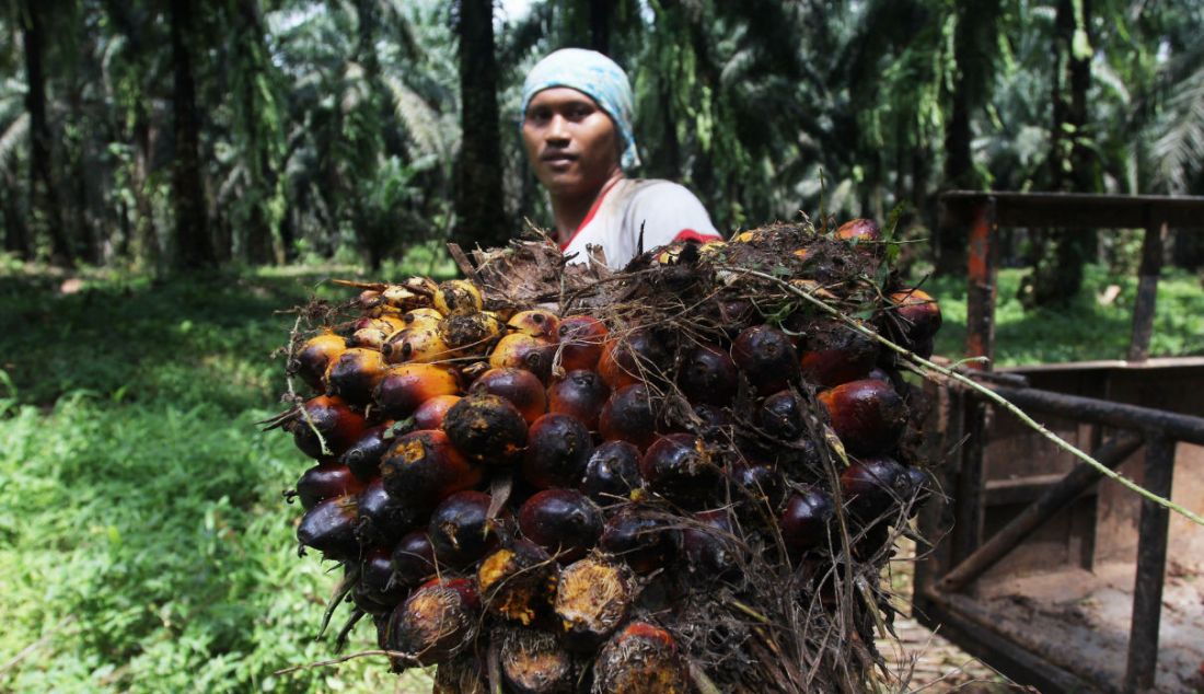 Pekerja mengangkut kelapa sawit di Perkebunan sawit di kawasan Candali Bogor, Jawa Barat, Jumat (17/9). Gabungan Pengusaha Kelapa Sawit Indonesia (GAPKI) melaporkan produksi (Crude Palm Oil) CPO di bulan Juli sebesar 4,1 juta ton, naik 5,4% dari tahun lalu, tetapi mengalami penurunan 9,5% dari bulan Juni. - JPNN.com