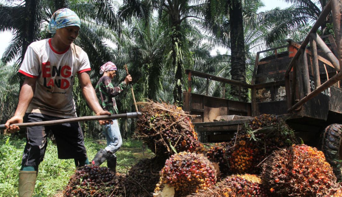 Pekerja mengangkut kelapa sawit di perkebunan Candali Bogor, Jawa Barat. Gabungan Pengusaha Kelapa Sawit Indonesia (GAPKI) melaporkan produksi (Crude Palm Oil) CPO di bulan Juli sebesar 4,1 juta ton, naik 5,4% dari tahun lalu, tetapi mengalami penurunan 9,5% dari bulan Juni. - JPNN.com