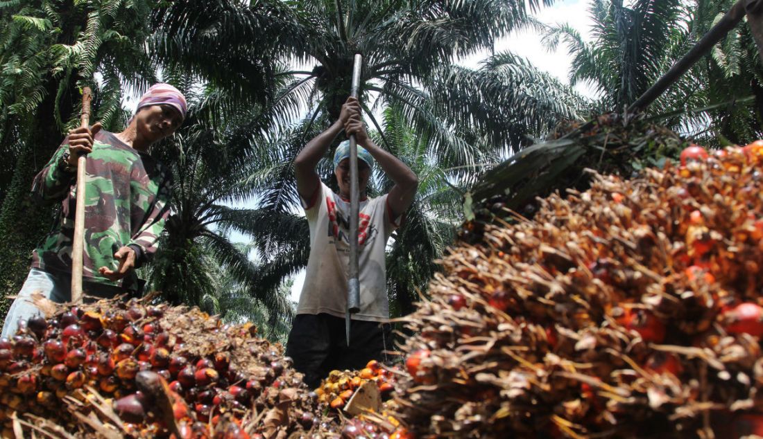 Pekerja mengangkut kelapa sawit di perkebunan Candali Bogor, Jawa Barat. - JPNN.com