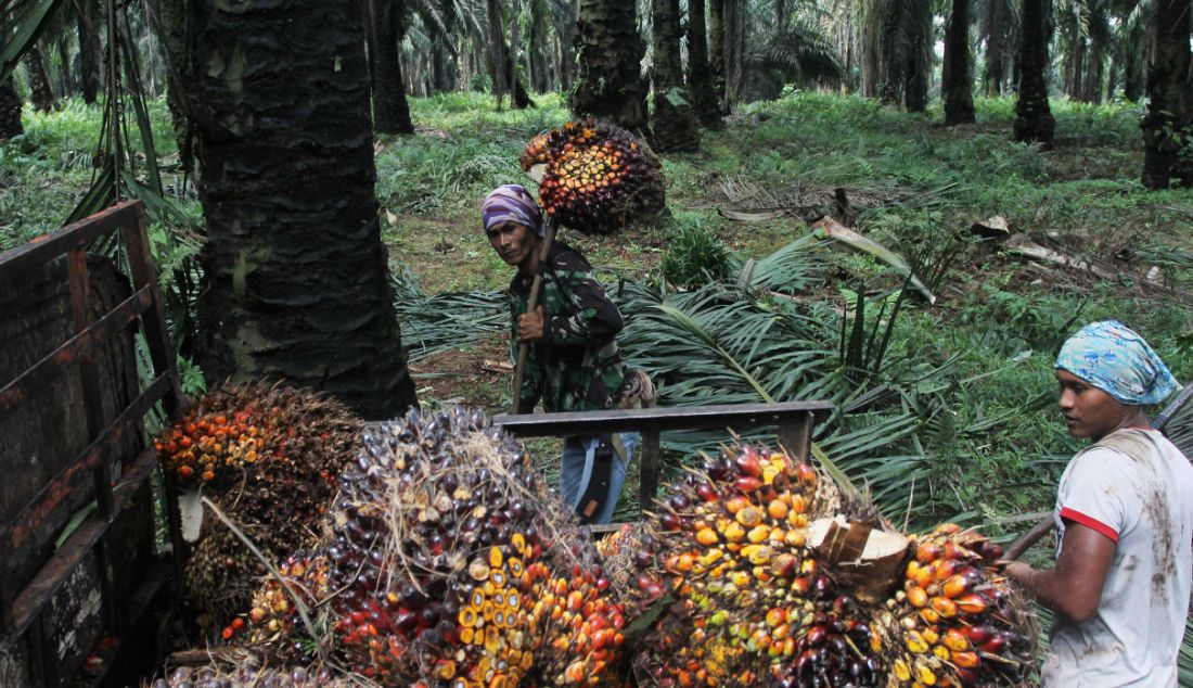 Pekerja saat menyelesaikan pekerjaan di Perkebunan sawit di kawasan Candali Bogor, Jawa Barat, Jumat (17/9). Gabungan Pengusaha Kelapa Sawit Indonesia (GAPKI) melaporkan produksi (Crude Palm Oil) CPO di bulan Juli sebesar 4,1 juta ton, naik 5,4% dari tahun lalu, tetapi mengalami penurunan 9,5% dari bulan Juni. - JPNN.com